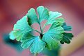 Ginkgo